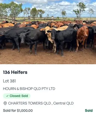136 Heifers - HOURN & BISHOP QLD PTY LTD