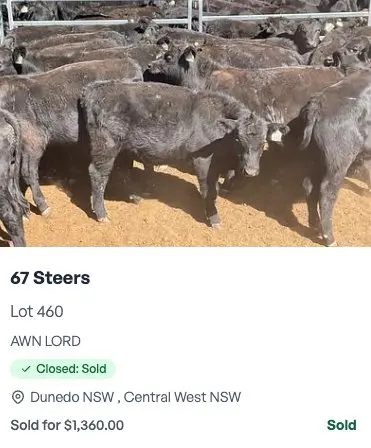 67 Steers - AWN LORD