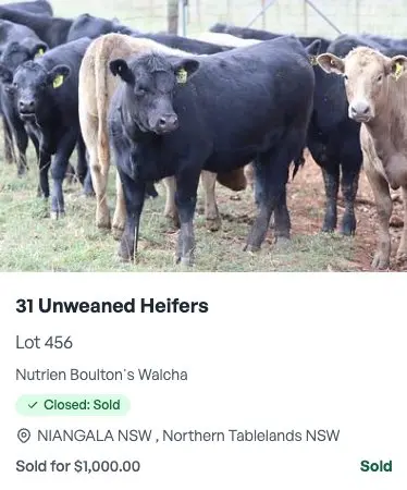 31 Unweaned Heifers - Nutrien Boulton's Walcha
